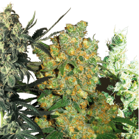 Sensi Seeds - Fem Mix (Feminizált) | 10 darab