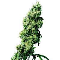 Sensi Seeds - Four Way (Regular)