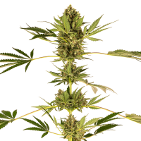 Sensi Seeds - Himalayan CBD (Feminizált)