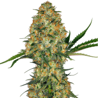 Sensi Seeds - Hindu Kush (Regular)