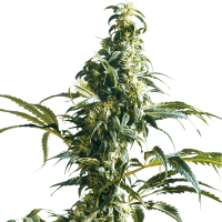 Sensi Seeds - Mexican Sativa (Feminizált)