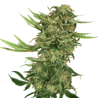Sensi Seeds - N13 Kush (Feminizált)