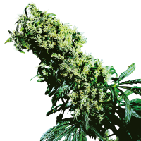 Sensi Seeds - Northern Lights #5 x Haze (Feminized) cannabis seeds