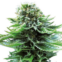 Sensi Seeds - Northern Lights (Autoflowering)