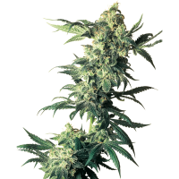 Sensi Seeds - Northern Lights (Feminizált)