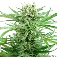 Sensi Seeds - Papi Chulo OG (Feminizált)