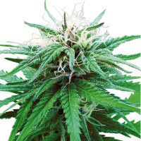 Sensi Seeds - Ruderalis Indica (Regular)