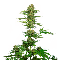 Sensi Seeds - Satin Black Domina CBD (Feminizált)