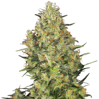 Sensi Seeds - Shiva Skunk (Feminizált)
