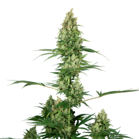 Sensi Seeds - Silver Fire (Feminizált)