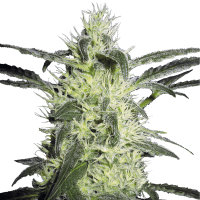 Sensi Seeds - Silver Haze (Feminizált)