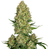 Sensi Seeds - Skunk #1 (Autoflowering)