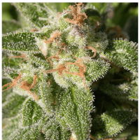 Serious Seeds - CBD Warlock (Feminizált)