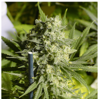 Serious Seeds - Double Dutch (Feminizált)