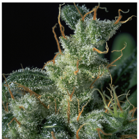 Serious Seeds - Kali Mist (Feminizált)