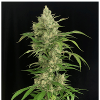Serious Seeds - Seriosa (Feminizált)