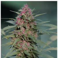 Serious Seeds - Serious 6 (Regular)