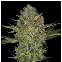 Serious Seeds - Serious Kush (Feminisiert) cannabissamen