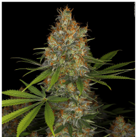 Serious Seeds - Strawberry AKeil (Feminizált)