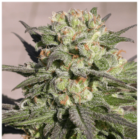Serious Seeds - Warlock (Regular)