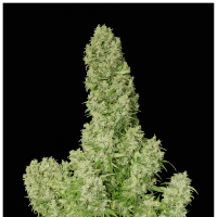 Serious Seeds - White Russian (Regular)