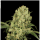 Serious Seeds - AK-47 (Regular) kannabis mag