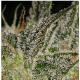 Serious Seeds - AK-47 (Regular) kannabis mag