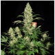 Serious Seeds - AK-47 (Feminizált) kannabis mag