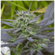 Serious Seeds - Biddy Early (Feminizált) kannabis mag