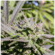 Serious Seeds - Biddy Early (Feminizált) kannabis mag