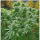 Serious Seeds - Biddy Early (Feminizált) kannabis mag