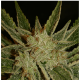 Serious Seeds - Bubble Gum (Regular) kannabis mag