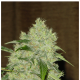 Serious Seeds - Bubble Gum (Regular) kannabis mag
