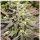 Serious Seeds - CBD Warlock (Feminizált) kannabis mag