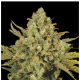 Serious Seeds - CBD Warlock (Feminizált) kannabis mag