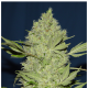 Serious Seeds - Chronic (Feminizált) kannabis mag