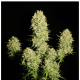 Serious Seeds - Chronic (Feminizált) kannabis mag