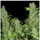Serious Seeds - Double Dutch (Feminizált) kannabis mag