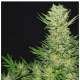 Serious Seeds - Double Dutch (Feminizált) kannabis mag