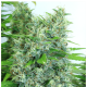 Serious Seeds - Kali Mist (Feminizált) kannabis mag