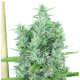 Serious Seeds - Kali Mist (Feminizált) kannabis mag