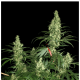 Serious Seeds - Kali Mist (Feminizált) kannabis mag