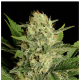 Serious Seeds - Motavation (Regular) kannabis mag