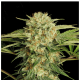 Serious Seeds - Motavation (Regular) kannabis mag