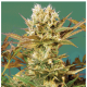 Serious Seeds - Motavation (Regular) kannabis mag