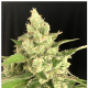 Serious Seeds - Seriosa (Feminized) cannabis seeds