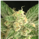 Serious Seeds - Seriosa (Feminized) cannabis seeds