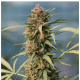 Serious Seeds - Serious 6 (Regular) cannabis seeds