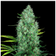 Serious Seeds - Serious 6 (Regular) cannabis seeds