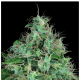 Serious Seeds - Serious 6 (Regular) cannabis seeds